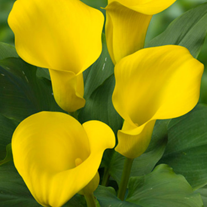 Zantedeschia Captain Morelli White Powder