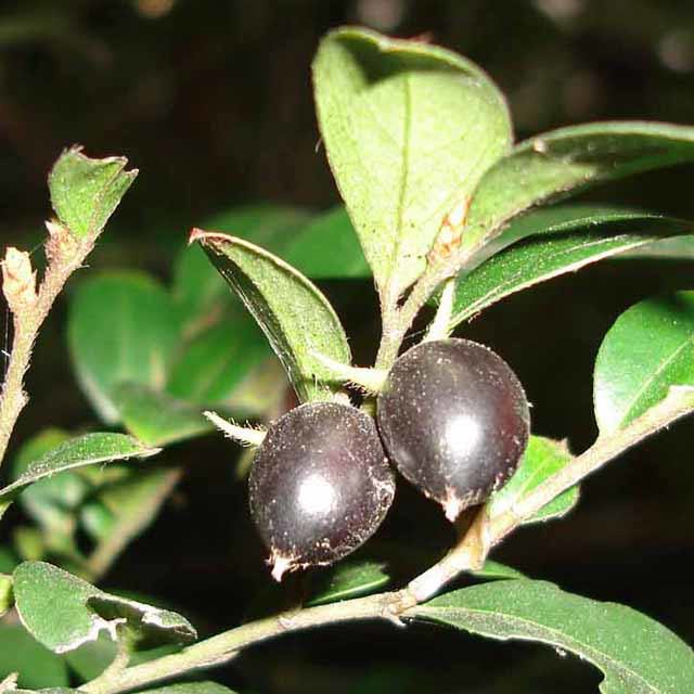 Diospyros vaccinioides