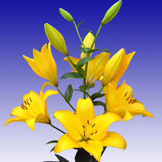 Lilium Beau Soleil Fine Webbing