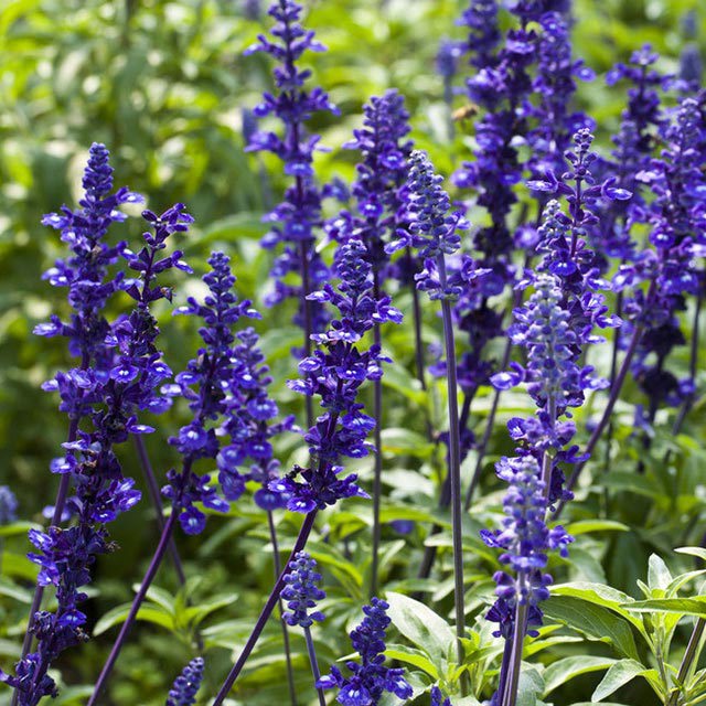 Salvia sclarea