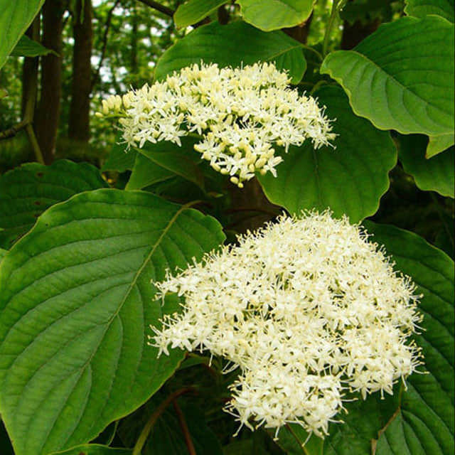 Cornus controversa