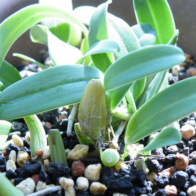 Bulbophyllum radiatum