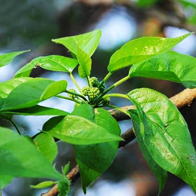 Maclura pomifera