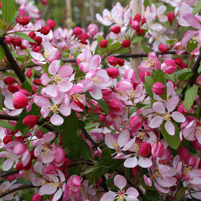 Malus floribunda White Powder