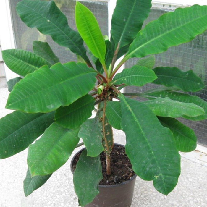 Euphorbia leuconeura Sticky Leaves