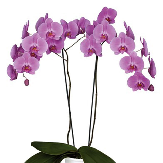 Phalaenopsis Bombay Drooping Leaves
