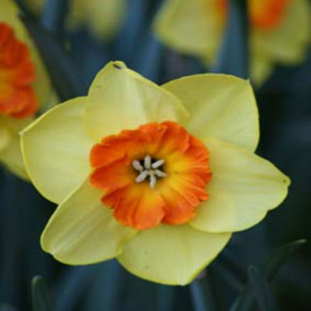 Narcissus Border Beauty