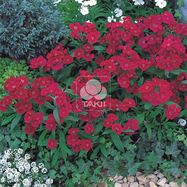 Dianthus Telstar F1 Burgundy White Powder