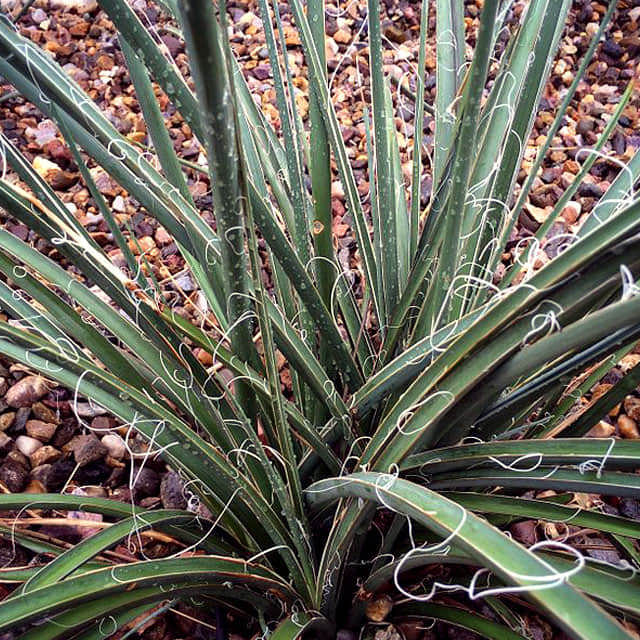 Hesperaloe funifera White Cottony Spots