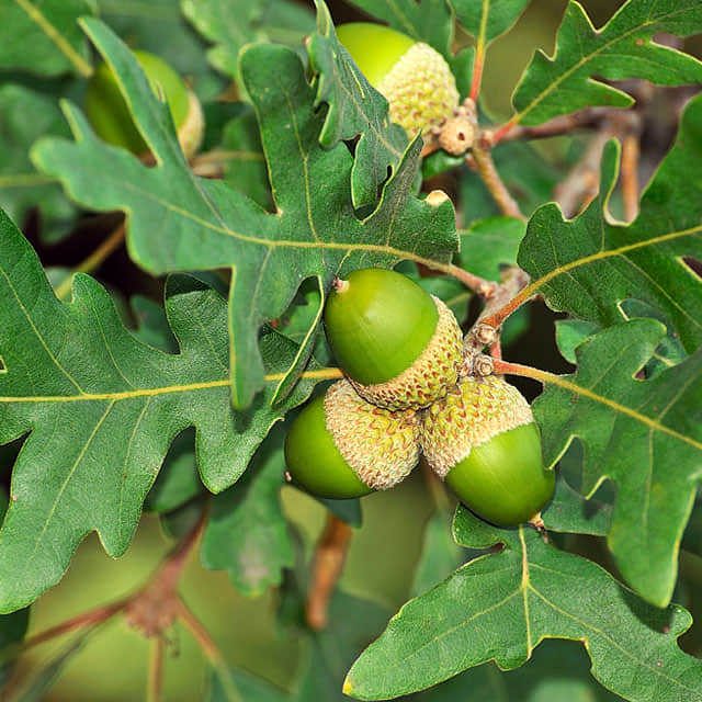 Quercus pyrenaica
