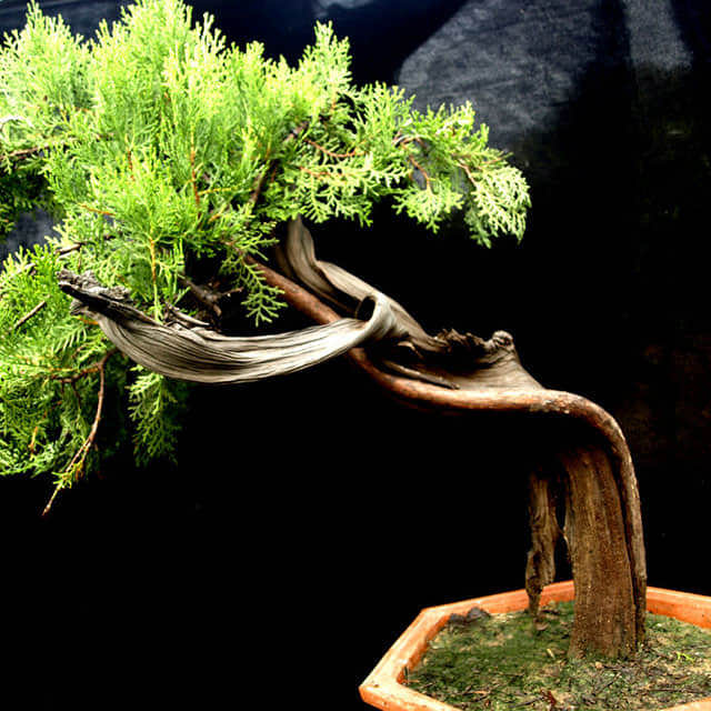 Thuja sutchuenensis