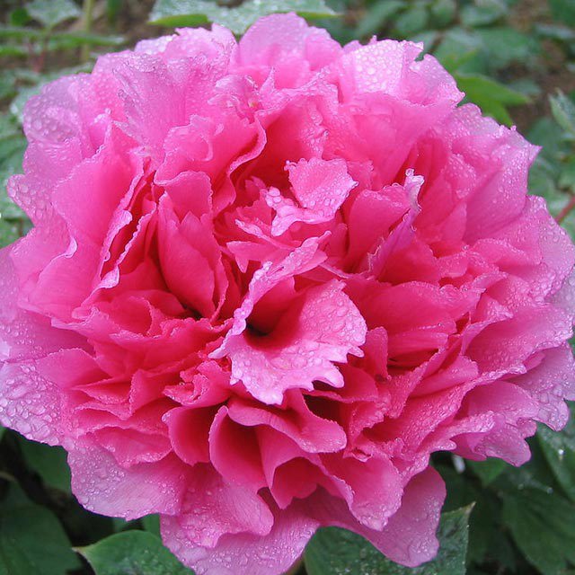 Paeonia suffruticosa