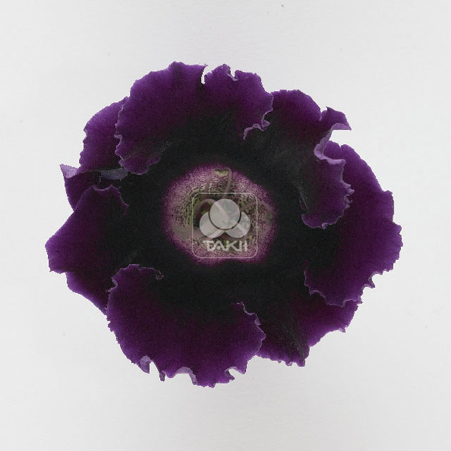 Sinningia Empress Purple