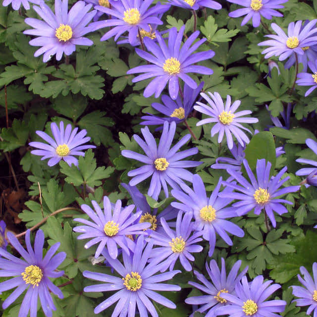 Anemone blanda