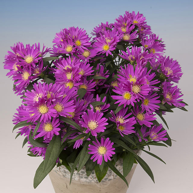 Chrysanthemum Summer Surprise Regatta Pink Fine Webbing