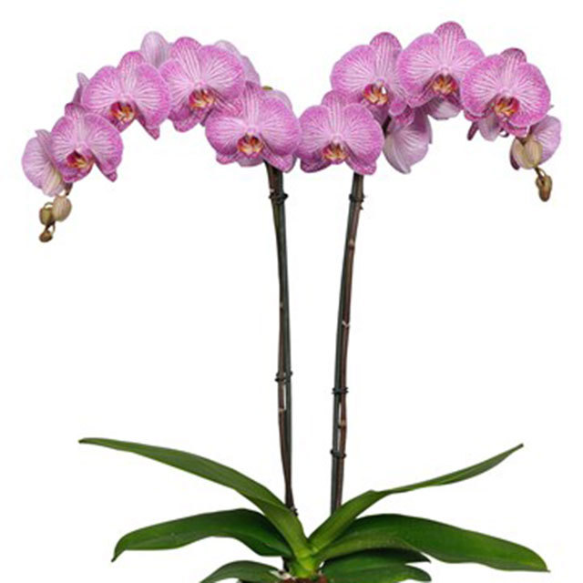 Phalaenopsis Budapest Sticky Leaves