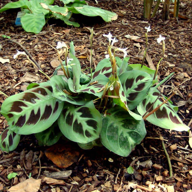 Maranta leuconeura Moscerini del terriccio