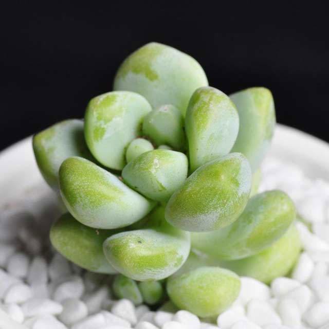 Sedum treleasei White Cottony Spots
