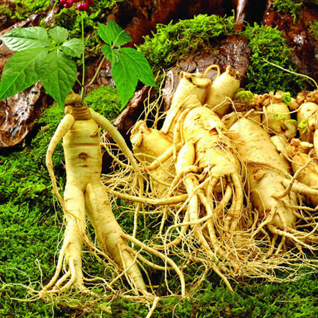 Panax quinquefolius