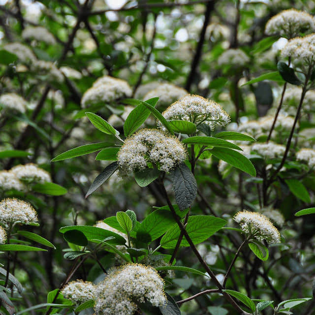 Viburnum sieboldii