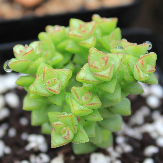 Crassula rupestris Tom Thumb