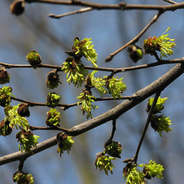 Parrotia subaequalis
