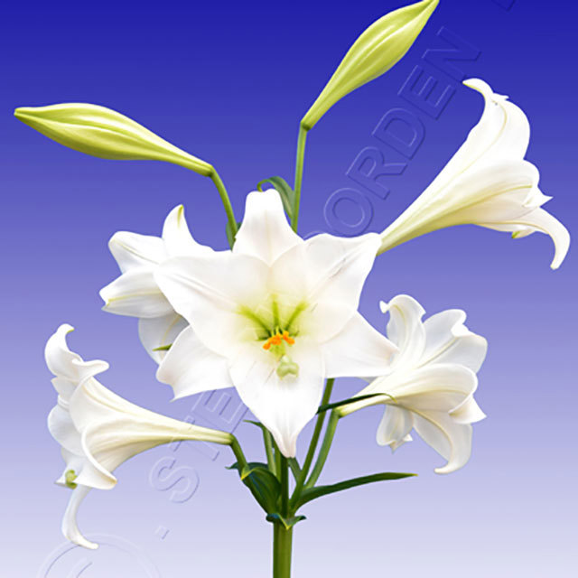 Lilium LA Hybride Bright Tower