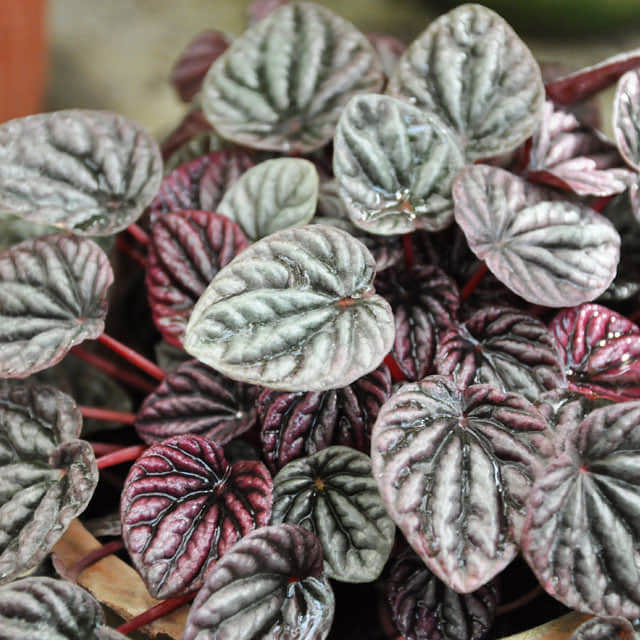 Peperomia tetraphylla