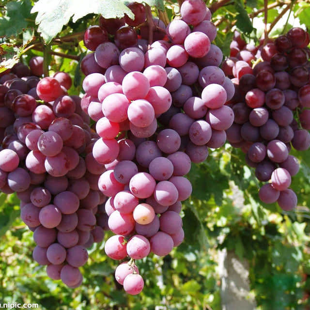 Vitis vinifera
