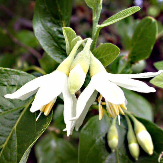 Styrax officinalis
