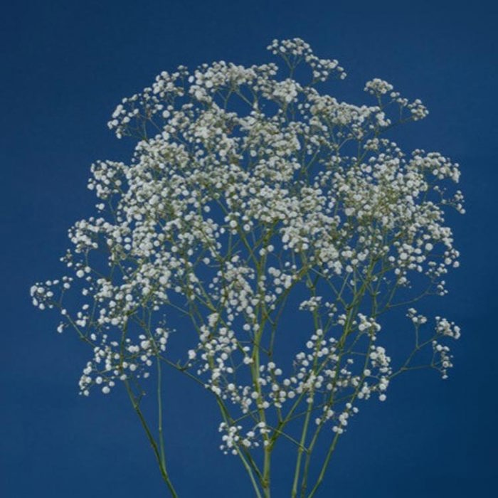 Gypsophila Beauty Bride