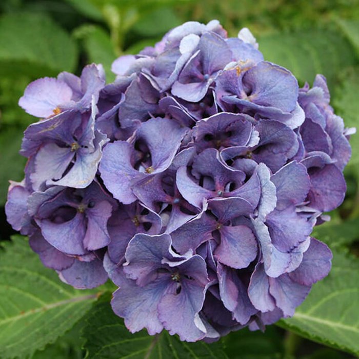 Hydrangea macrophylla Magical Canzone Yellow Leaves