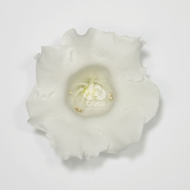 Sinningia Empress White