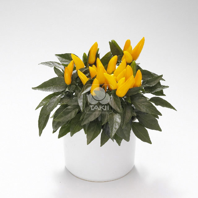 Capsicum annuum Favorit Yellow