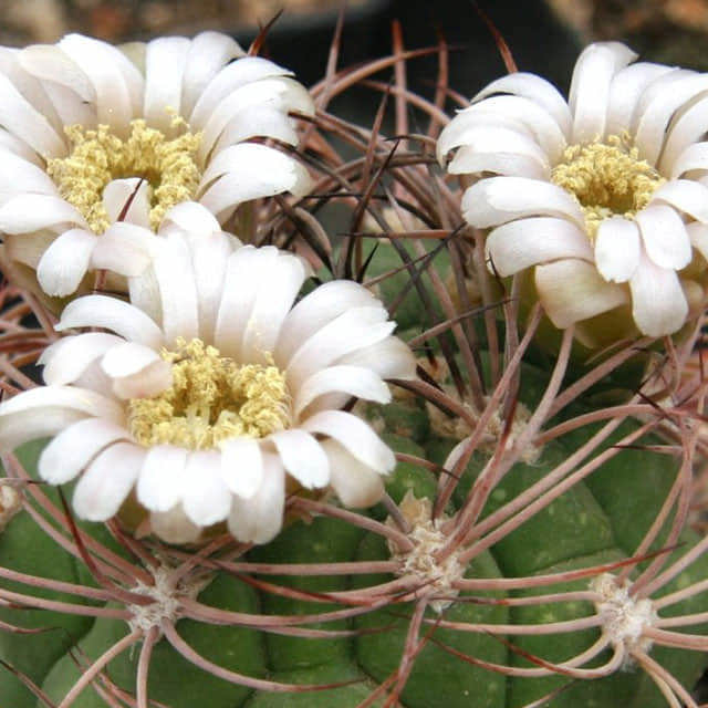 Gymnocalycium saglionis
