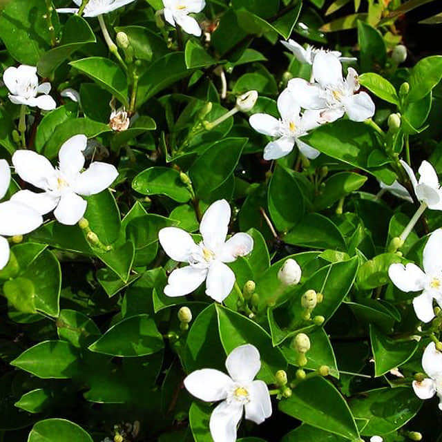 Exochorda racemosa