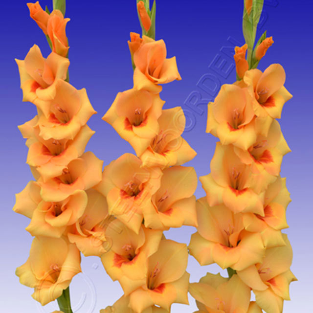 Gladiolus Flevo Beach