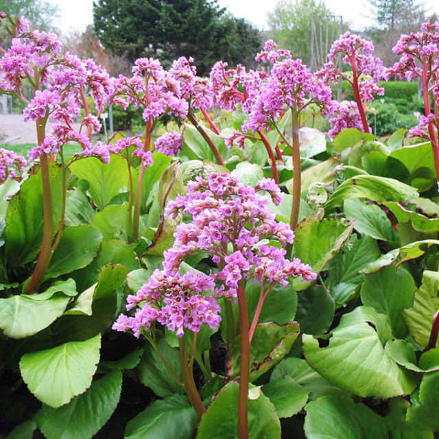 Bergenia hybrids