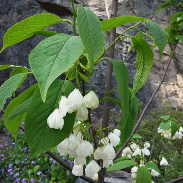 Halesia macgregorii