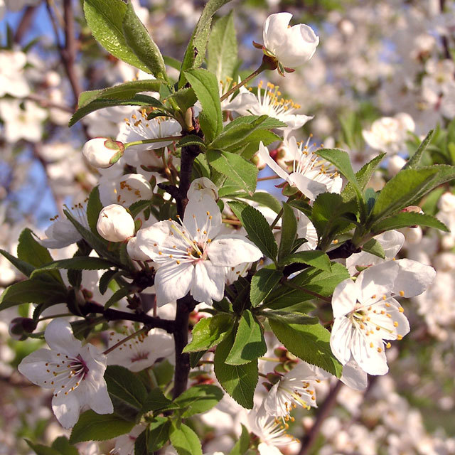 Prunus cerasus