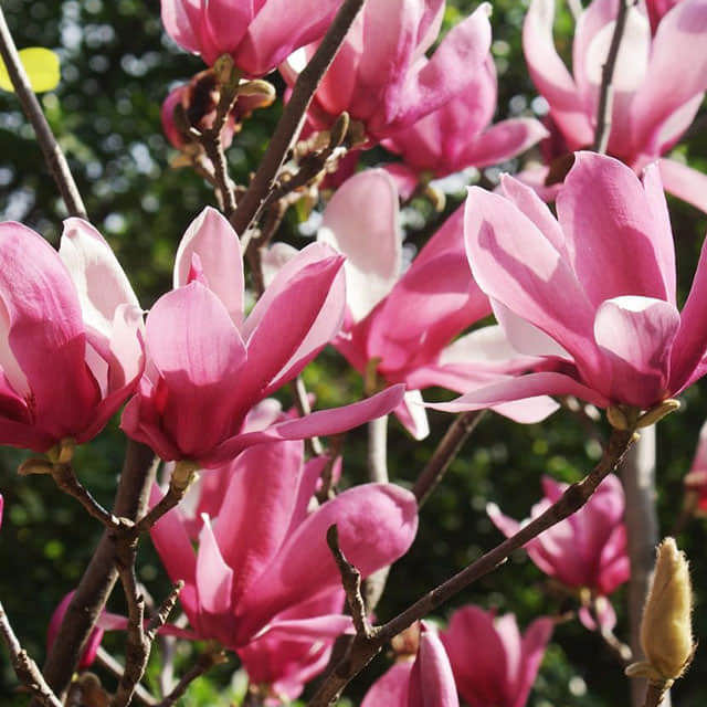 Magnolia soulangeana