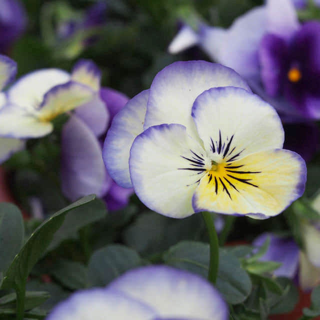 Ipomoea tricolor