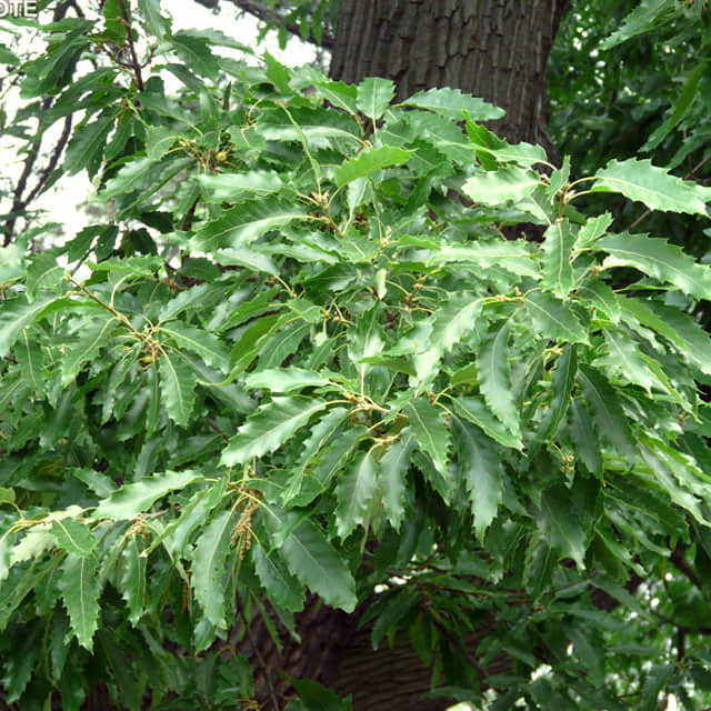 Quercus castaneifolia