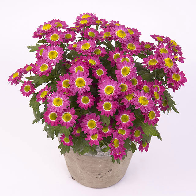 Chrysanthemum Pico Solo Fine Webbing