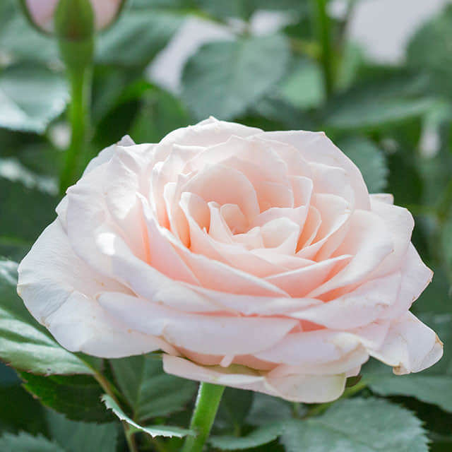 Champagne Mini Rose Sticky Leaves