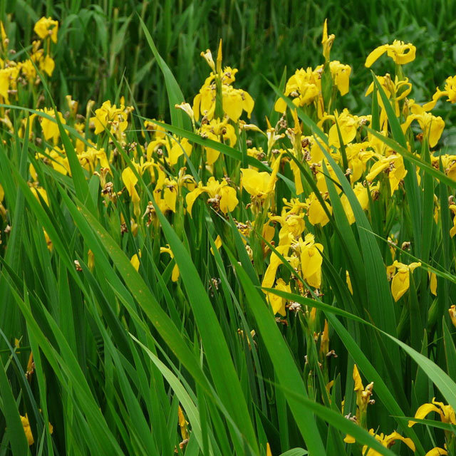 Iris pseudacorus