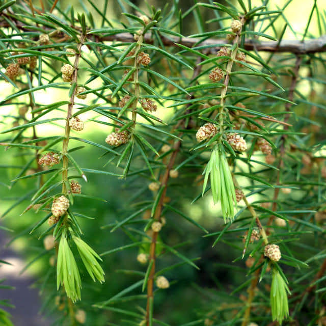 Juniperus rigida