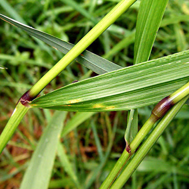 Festuca gigantea