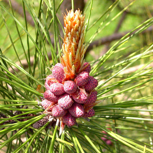 Pinus resinosa