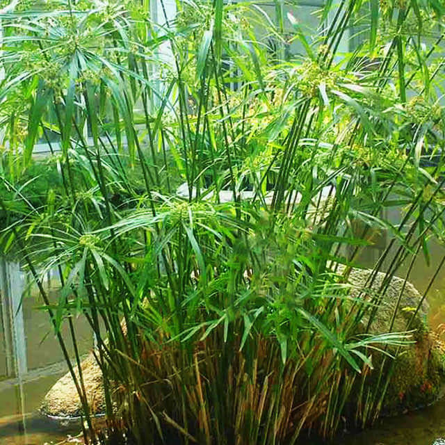 Cyperus alternifolius
